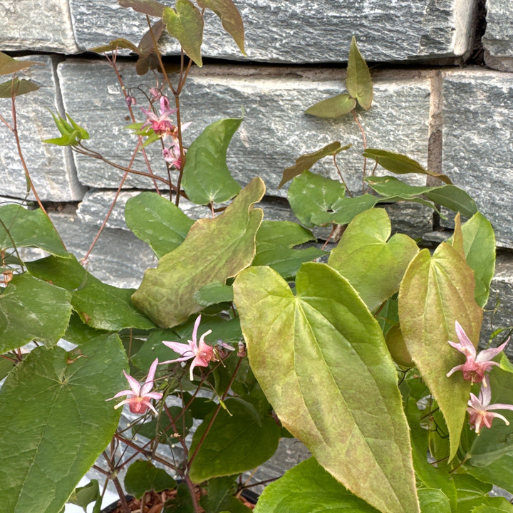 EPIMEDIUM Asiatic Hybrid