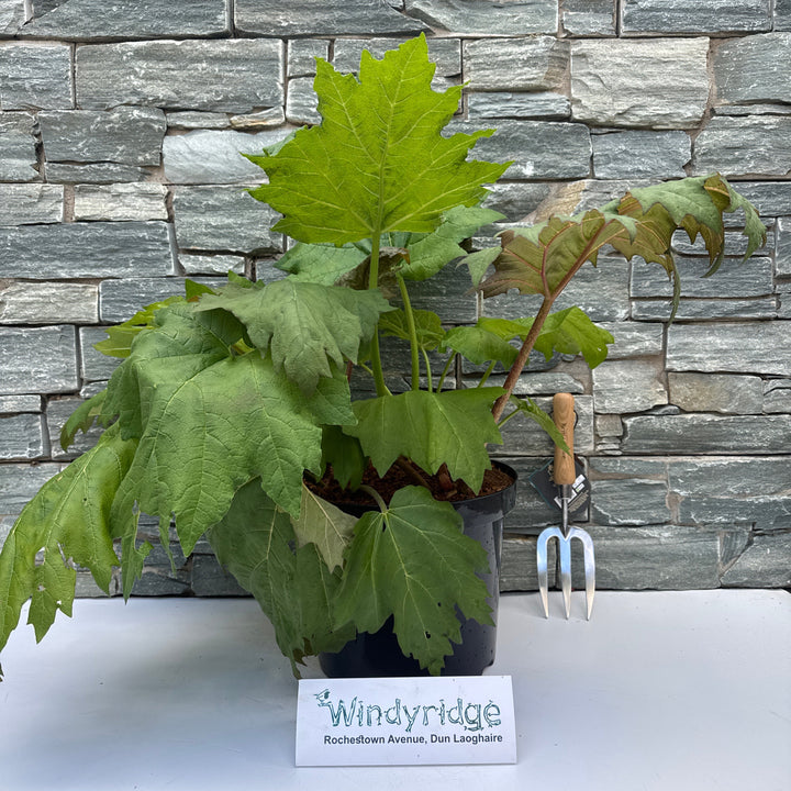 RHEUM palmatum tanguticum