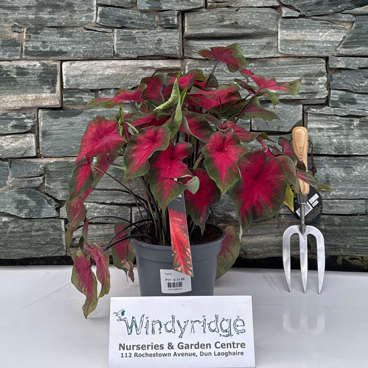 Caladium decorum red