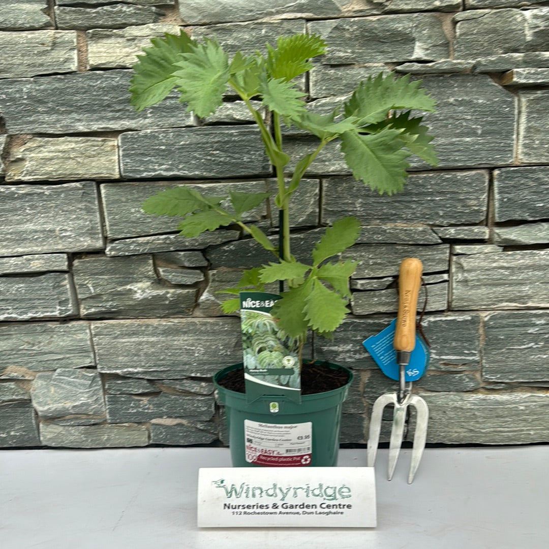 Giant honey flower, honey bush plant (Melianthus Major Giant honey flower, honey bush plant (Melianthus Major