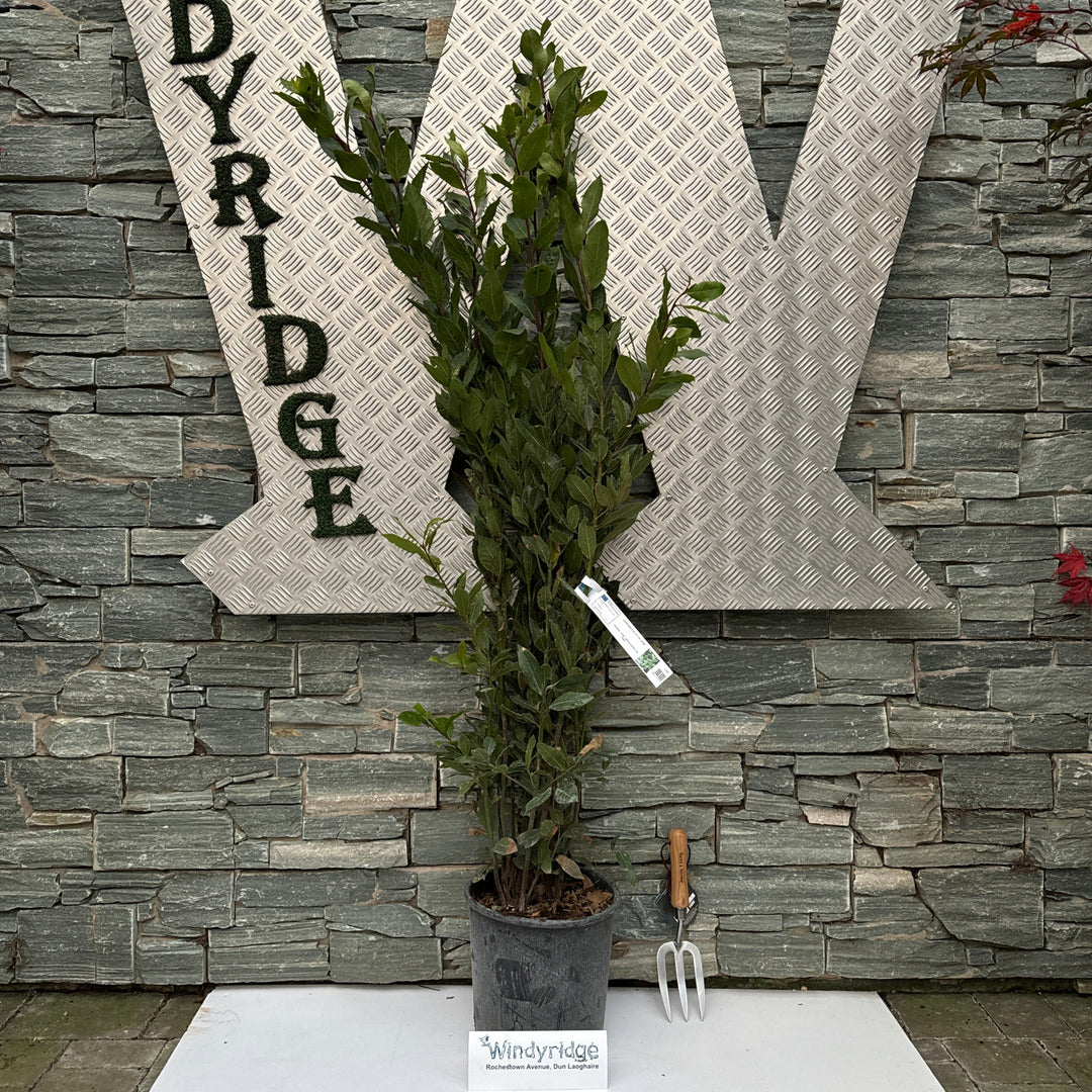 LAURUS NOBILIS  CLT 10 / 12  H 125 - 150 CM