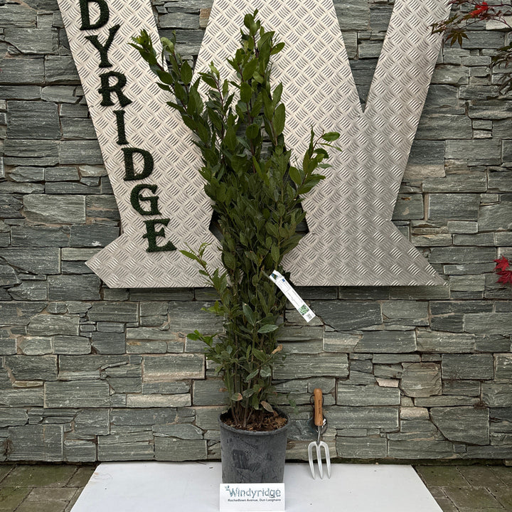 LAURUS NOBILIS  CLT 10 / 12  H 125 - 150 CM