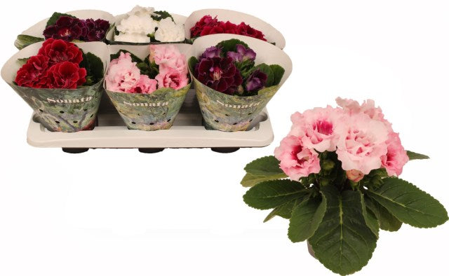 Sinningia(Gloxinia) mix  P13