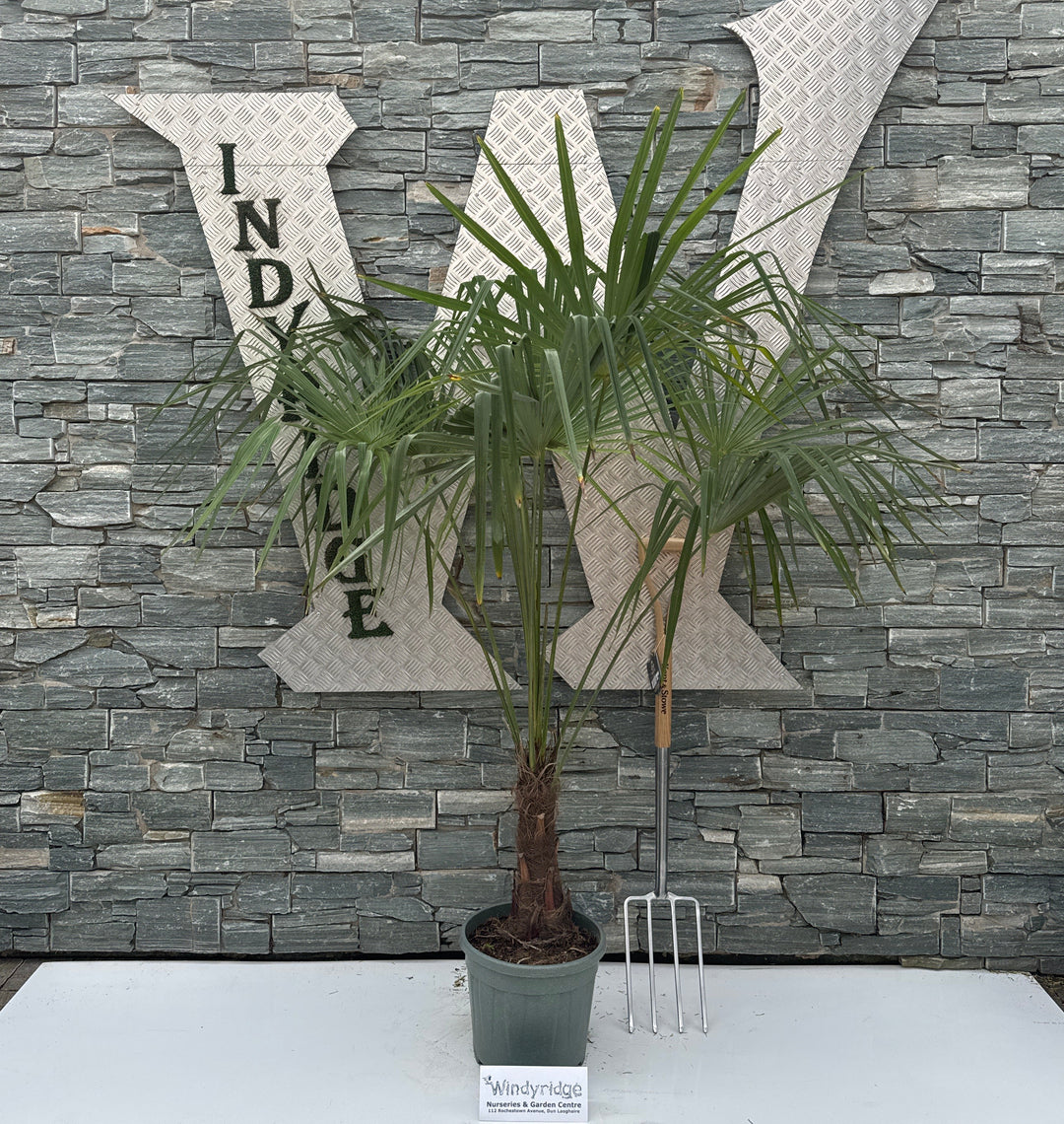 Trachycarpus fortunei