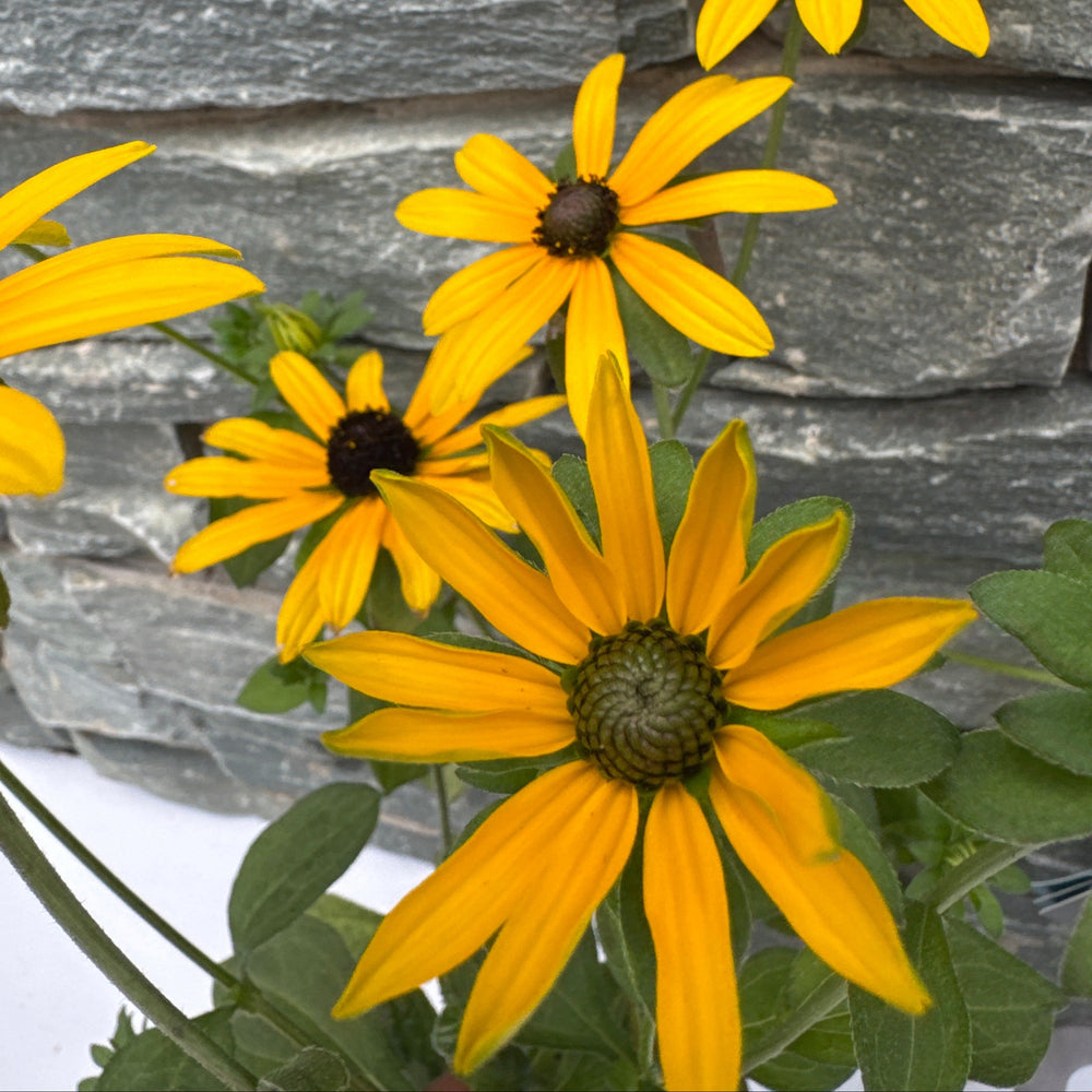 Rudbeckia Fulgida Var Deamii - Bedding - Windyridge Garden Centre