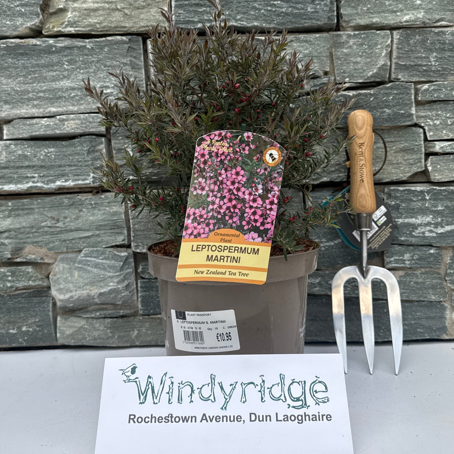 LEPTOSPERMUM S. MARTINII - Shrubs - Windyridge Garden Centre