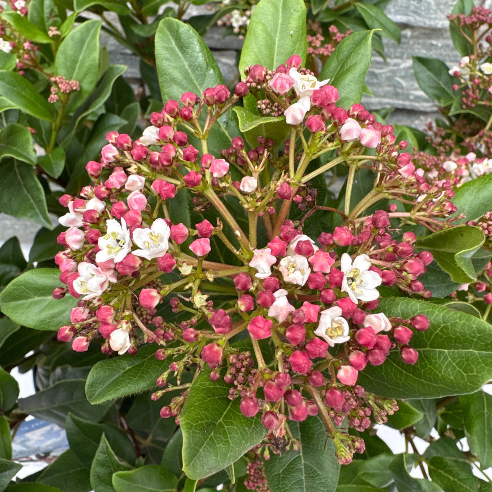 Viburnum Tin. Gwenllian - Shrubs - Windyridge Garden Centre