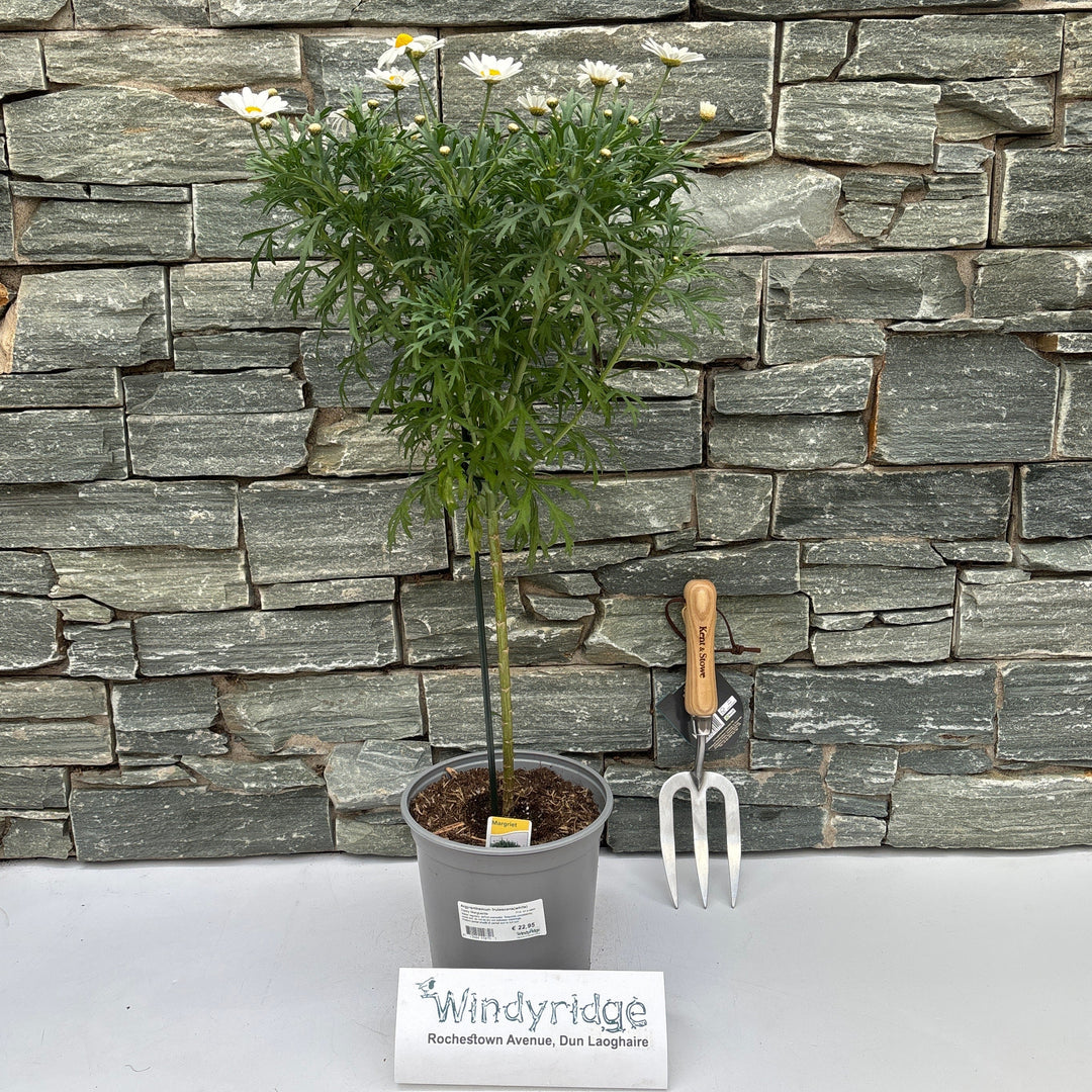 Argyranthemum Frutescens(White) P19, On A Stem - Herbaceous - Windyridge Garden Centre