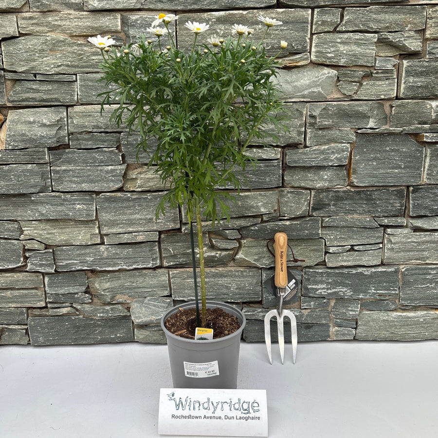 Argyranthemum Frutescens(White) P19, On A Stem - Herbaceous - Windyridge Garden Centre