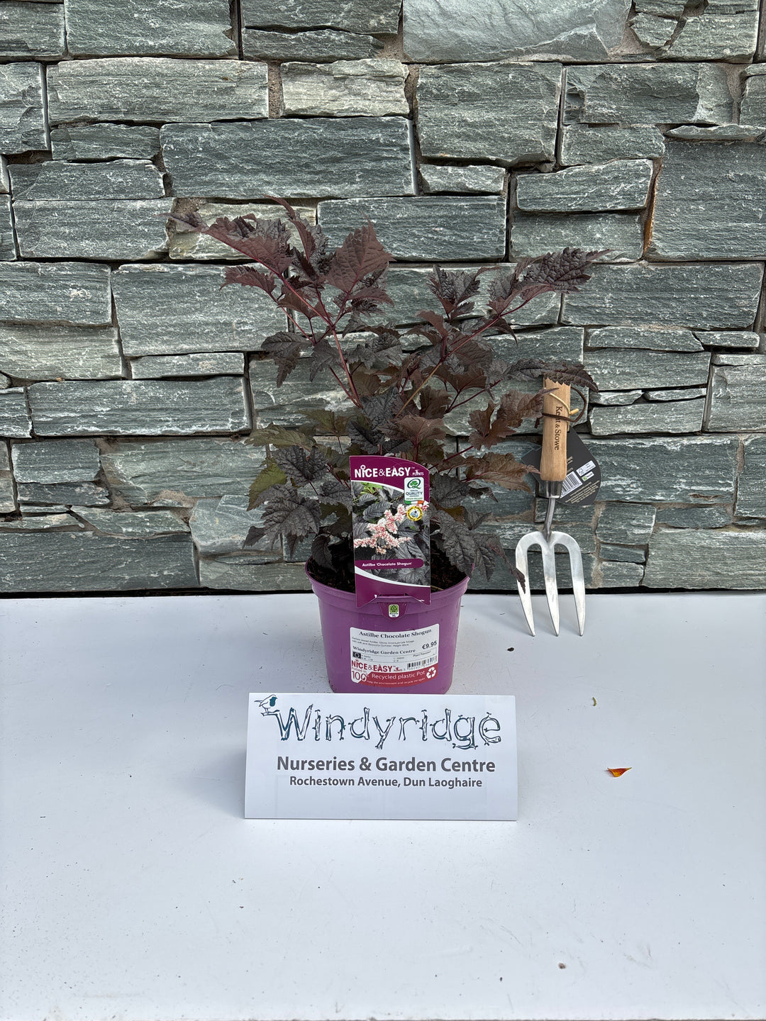 Astilbe Chocolate Shogun