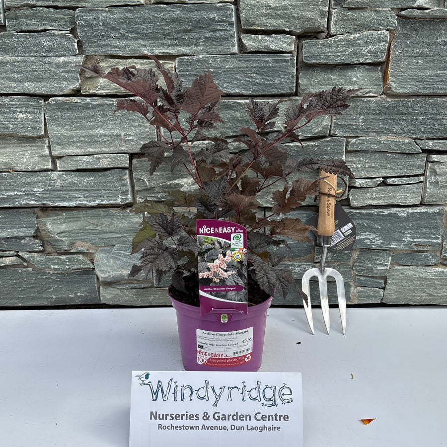 Astilbe Chocolate Shogun - Herbaceous - Windyridge Garden Centre
