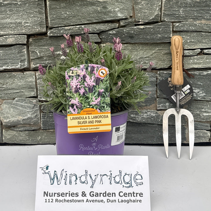 LAVANDULA STOECHAS IN VARIETIES