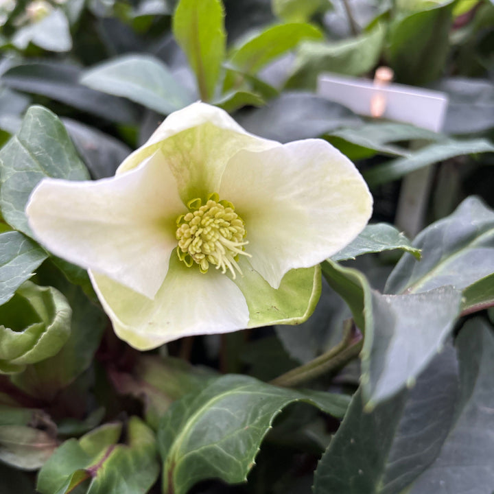 Helleborus Diamonfire  P17