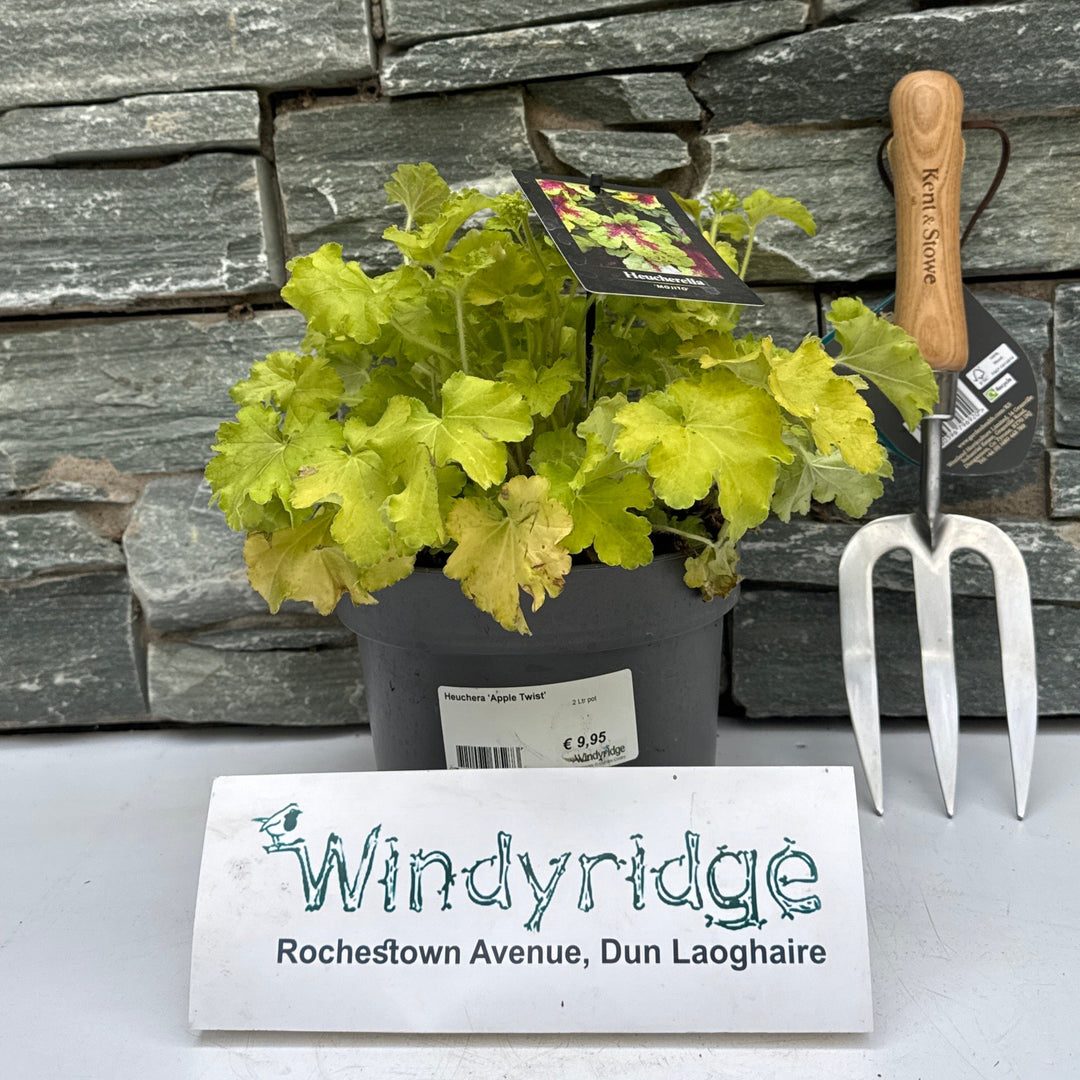 Heuchera Apple Twist  2 Ltr pot