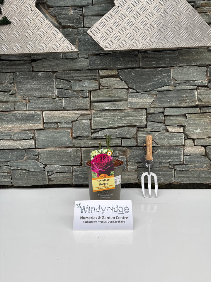 ROSA TIMELESS PURPLE