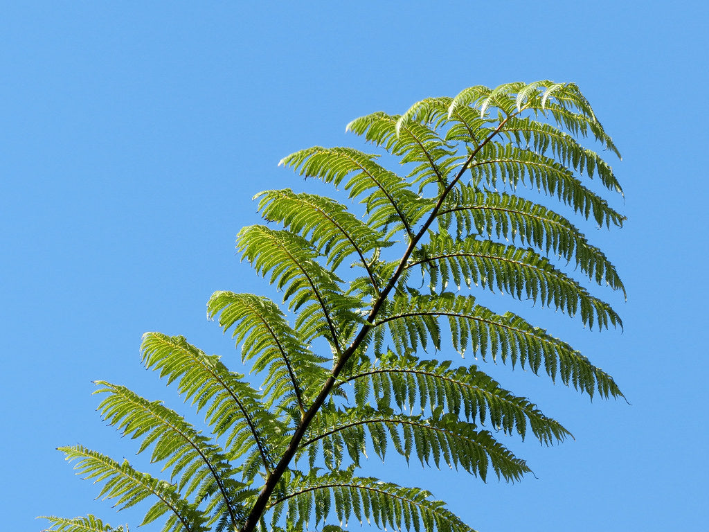 Cyathea medullaris 45 litres