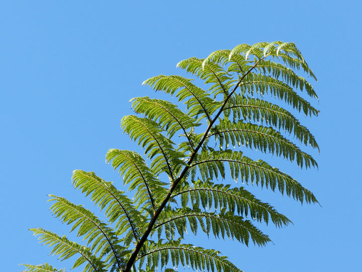 Cyathea medullaris 45 litres