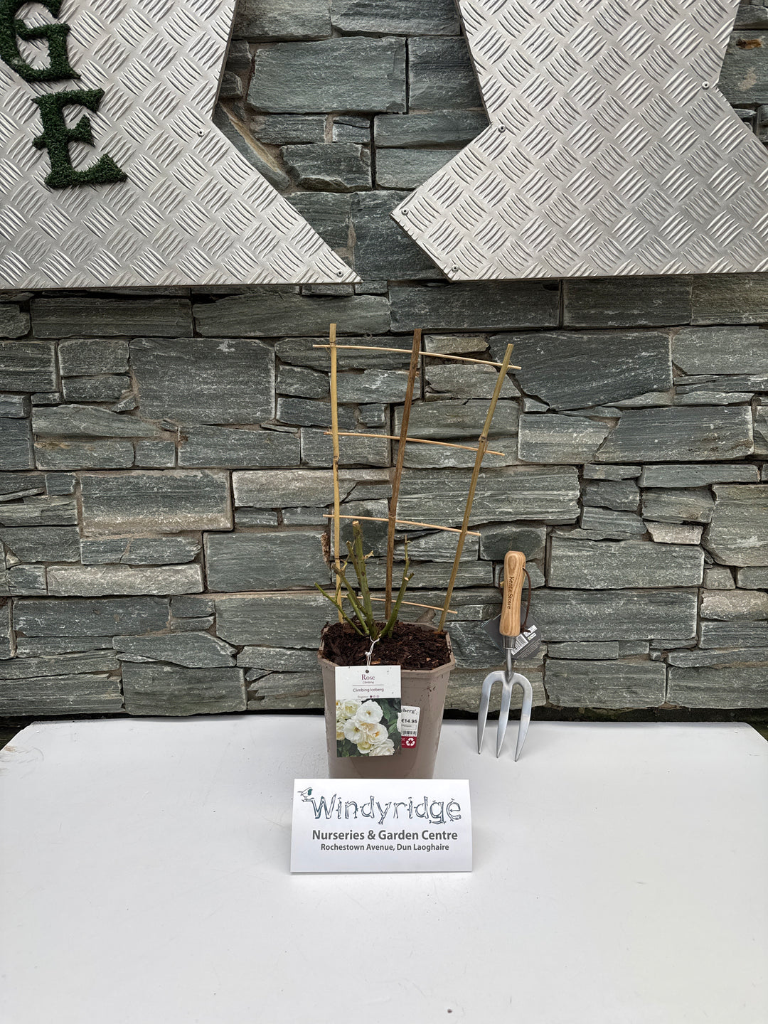 Rosa Climbing Iceberg 4.5L