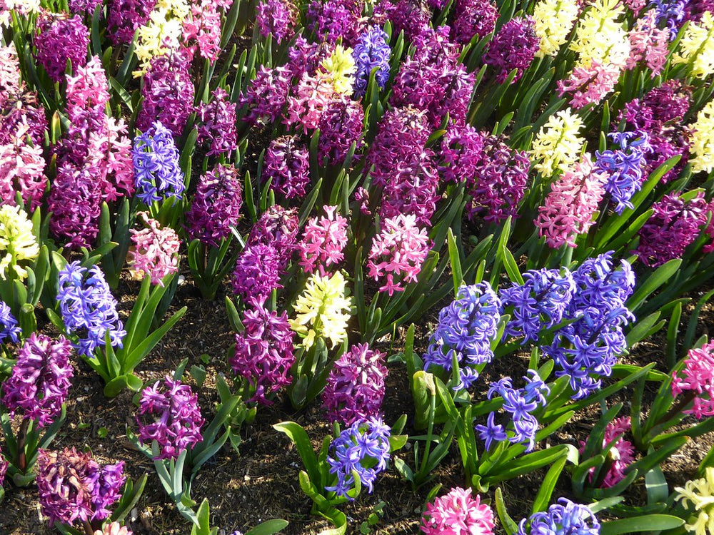 Hyacinthus-Planted-Flower-1