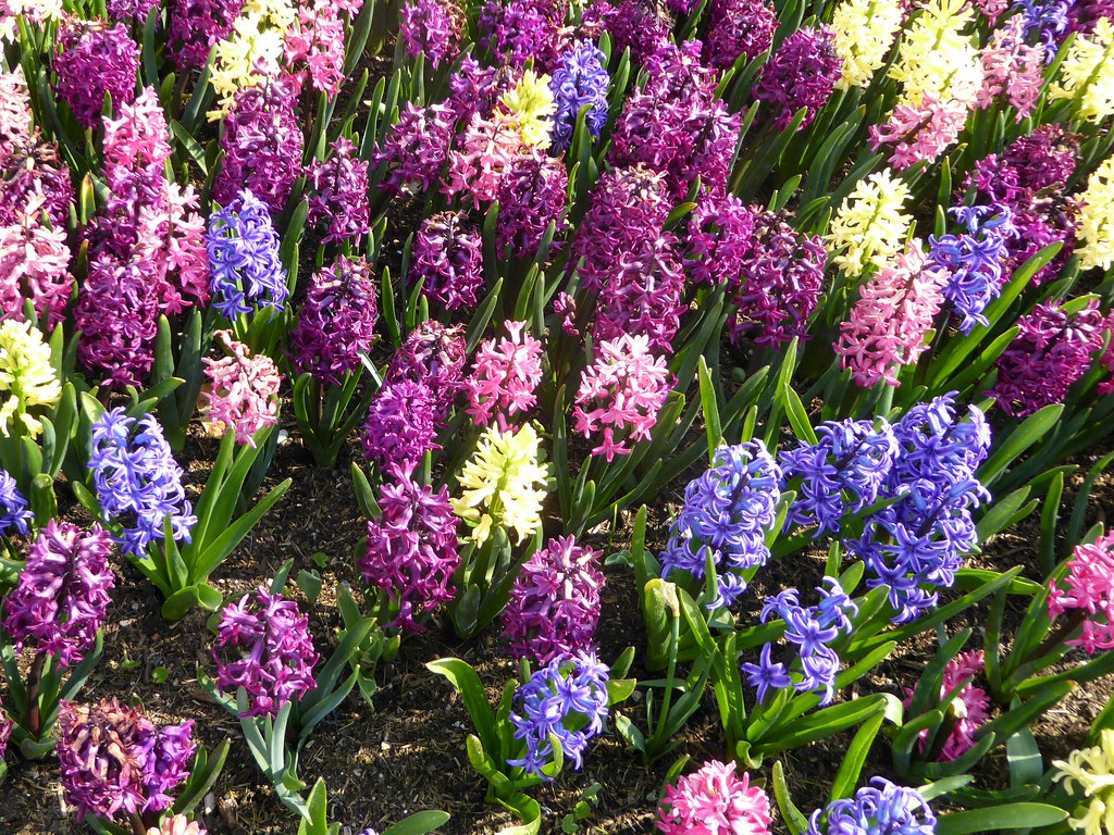 Hyacinthus-Planted-Flower-1