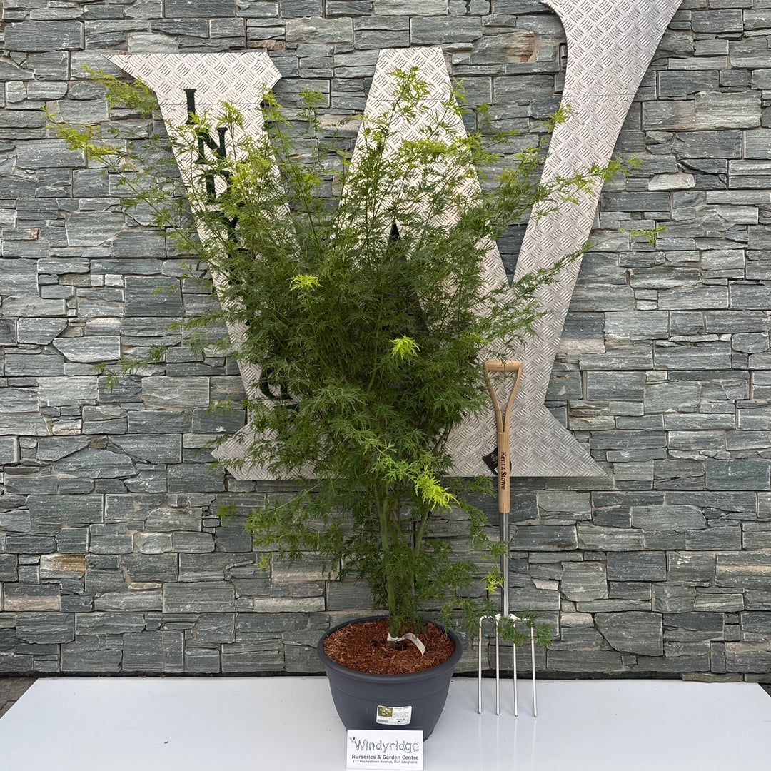 ACER palm. 'Seiryu' 1,20/1,30 24L bowl