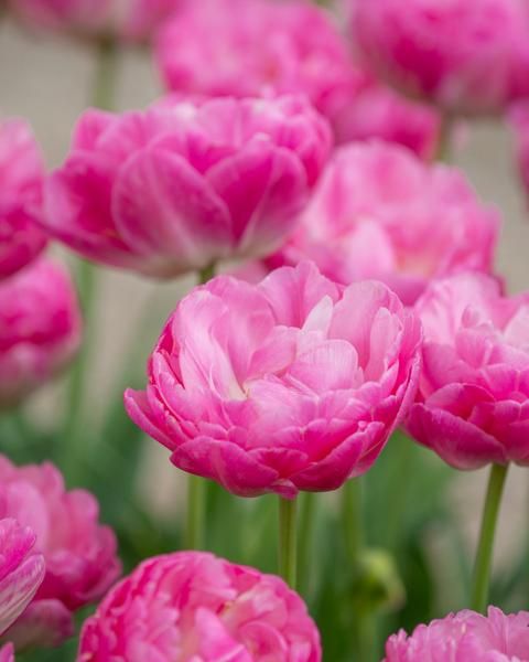 PREM TULIP PINK SIZE X 8