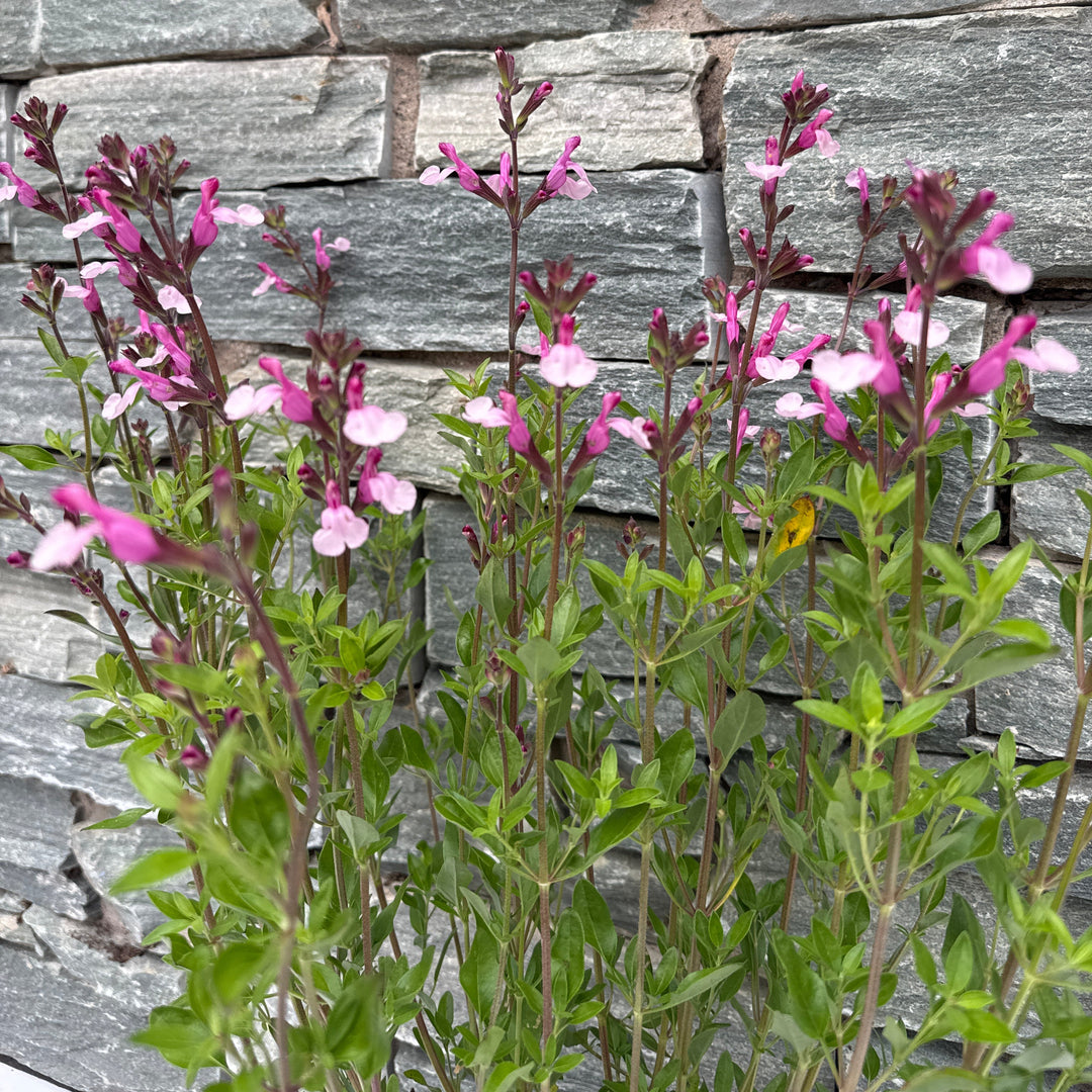 SALVIA Joy 3Ltr Pot