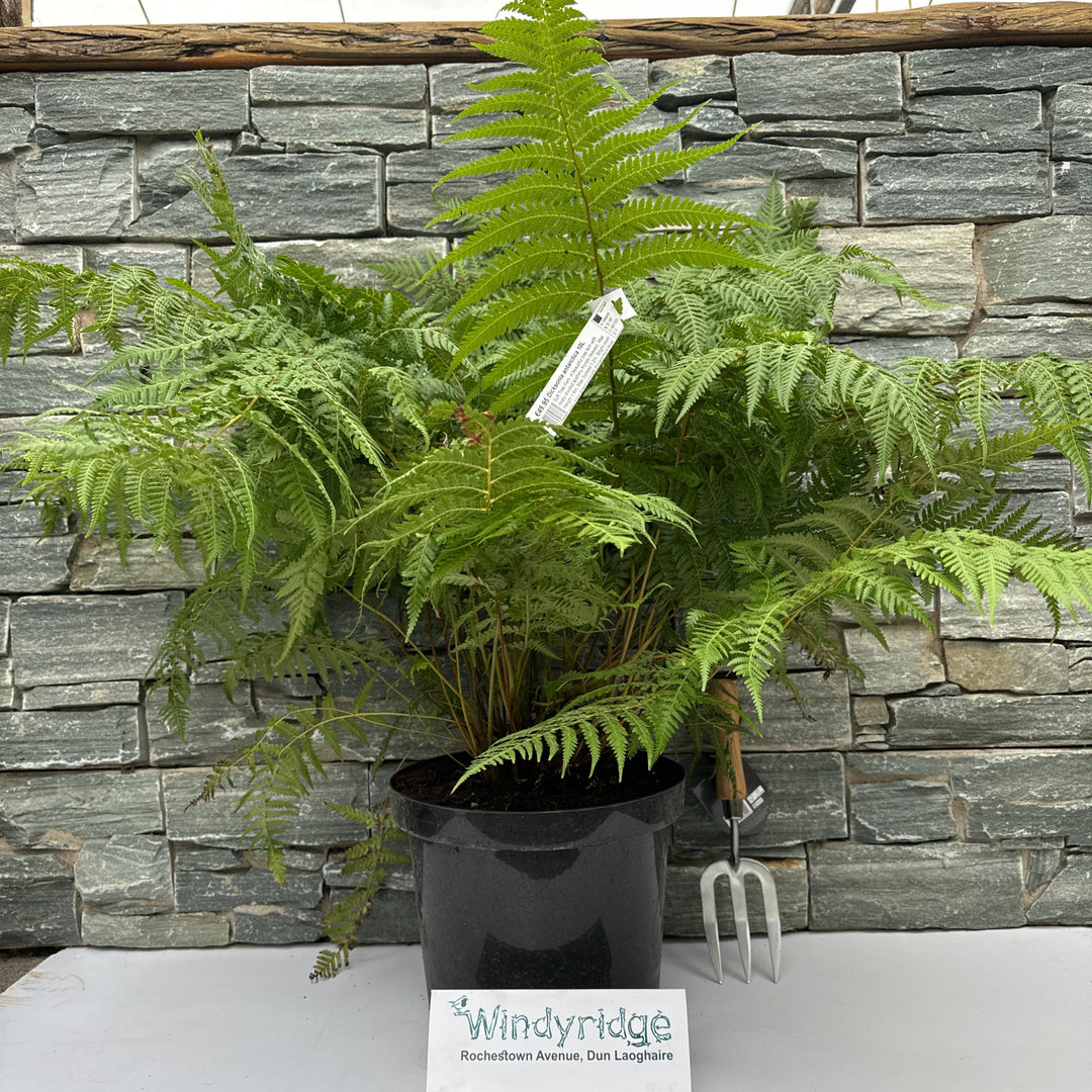 DICKSONIA antartica