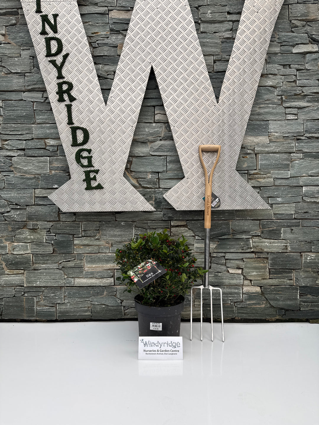 Ilex Blue Maid P28 Ball 40/50cm