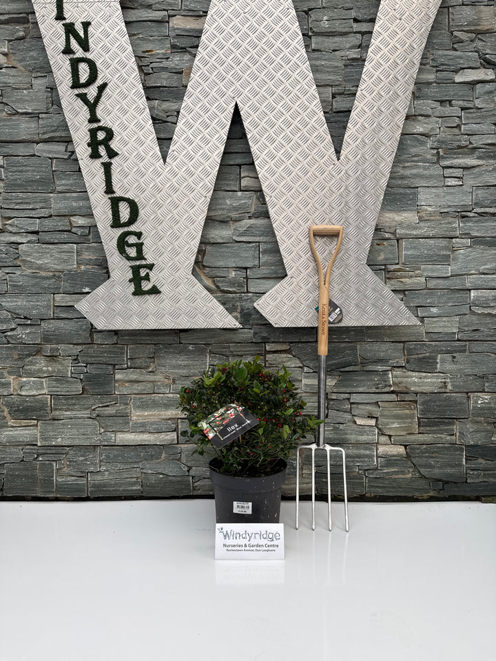 Ilex Blue Maid P28 Ball 40/50cm