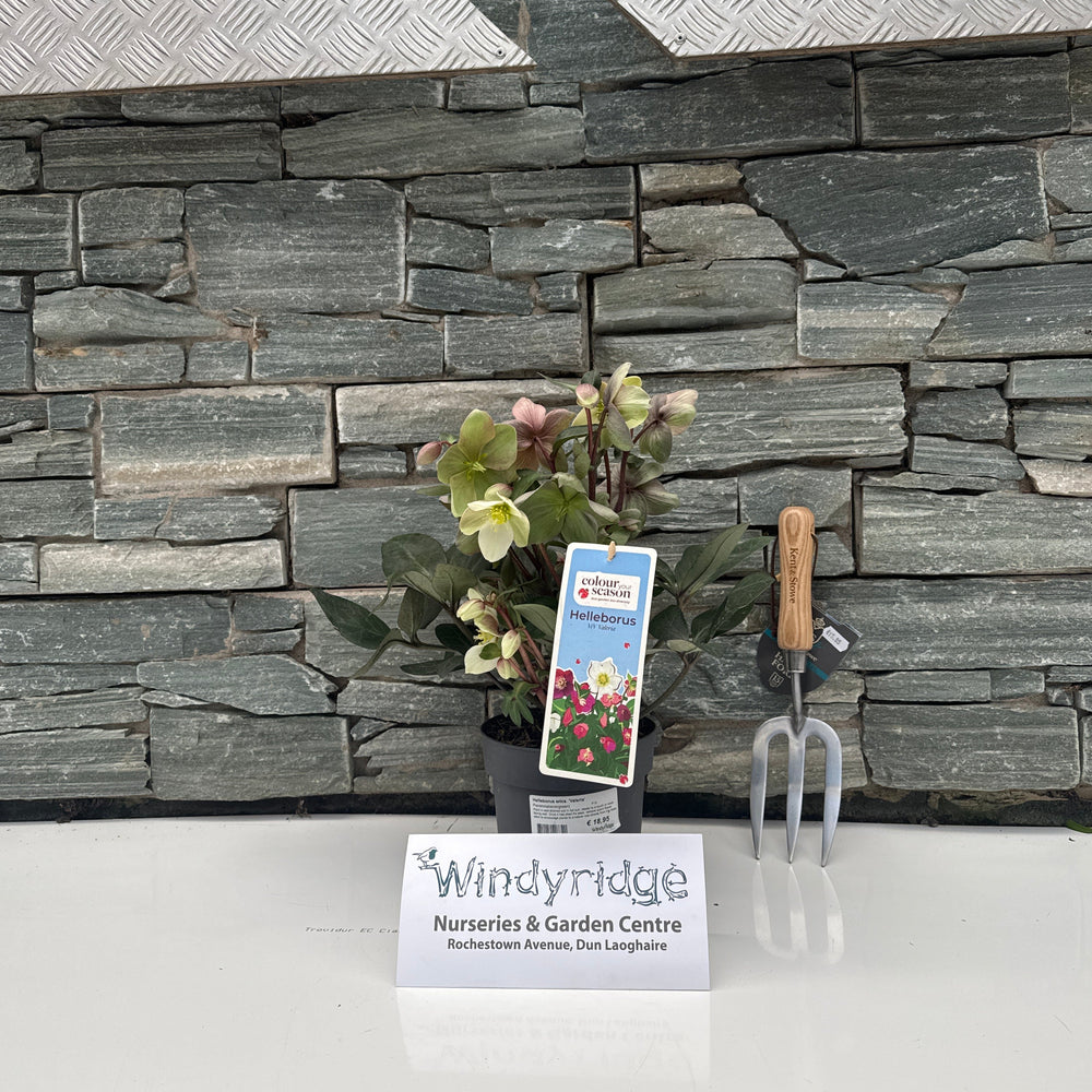 Decorative stone wall with a plant and two signs in front of it.