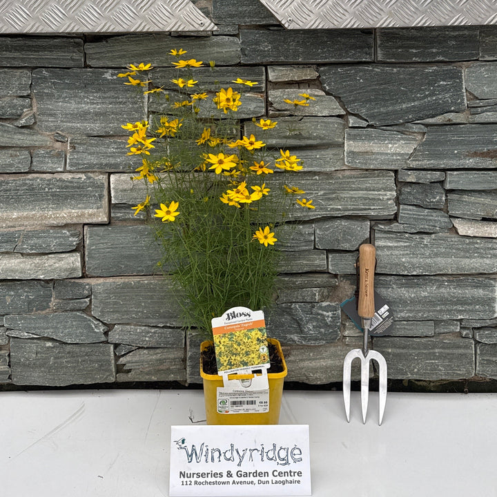 Coreopsis verticillata Zagreb 2lt Pot