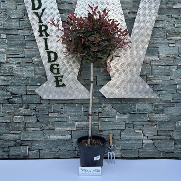 Photinia Fraseri Pink Marble Stem C15 160cm