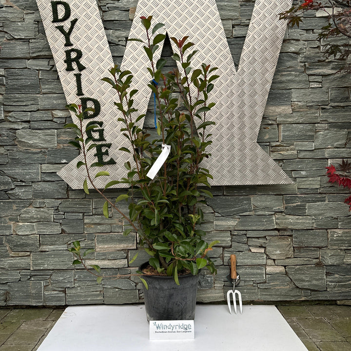 PHOTINIA SERR. RED ROBIN CLT 18 H 100 - 125 CM