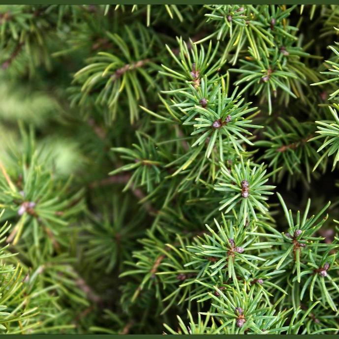 Picea-glauca-Perfecta-X-ma-Leaf