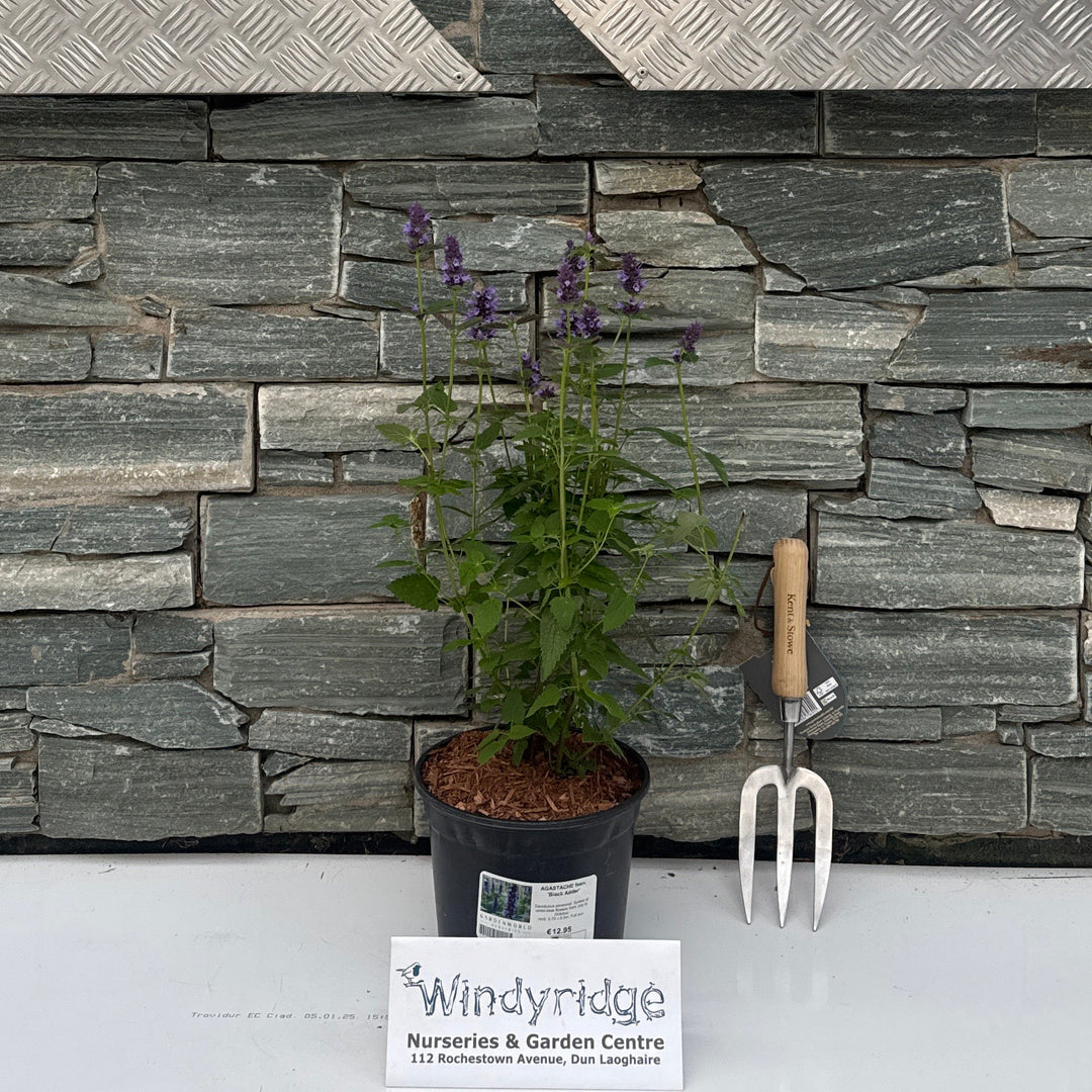 AGASTACHE foen. 'Black Adder' 3L
