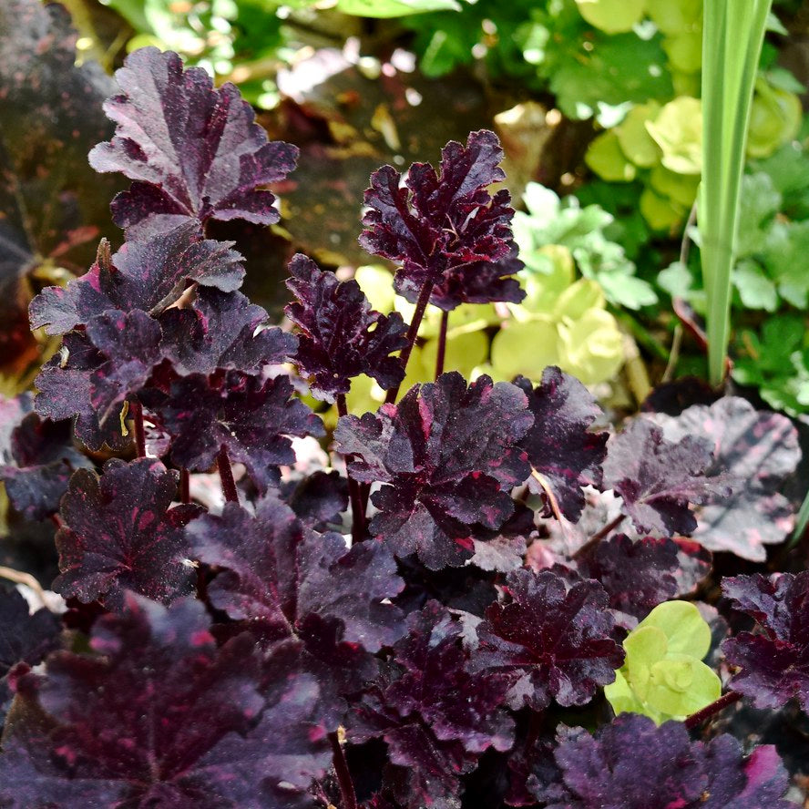 Heuchera Midnight Rose - Herbaceous - Windyridge Garden Centre
