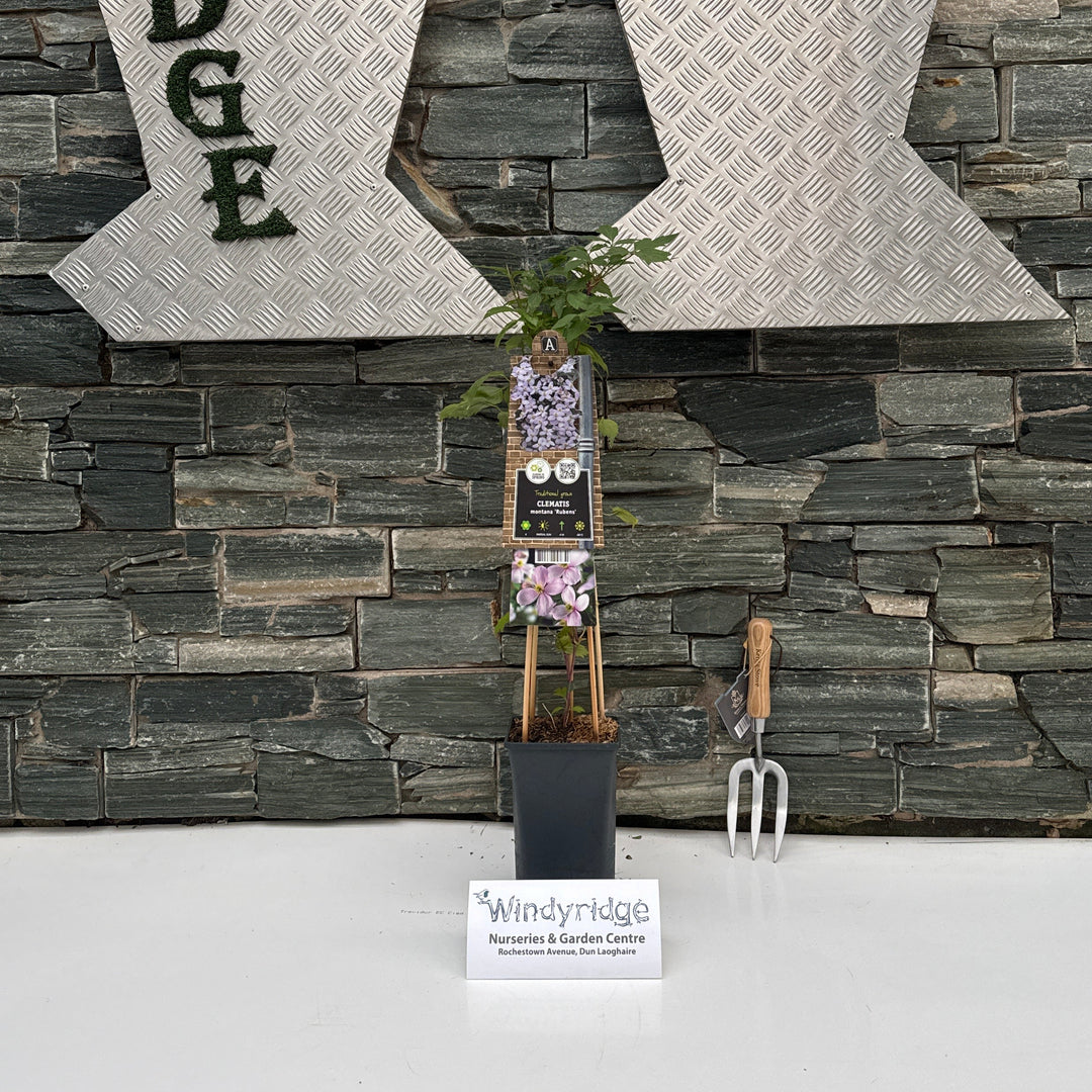 Clematis montana var. rubens 3.0