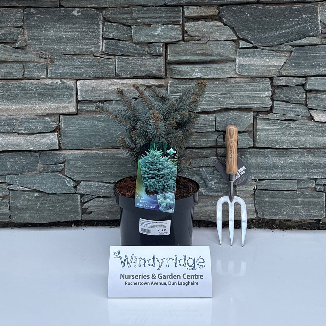 Picea pungens Glauca Globosa  20-25 CM C5