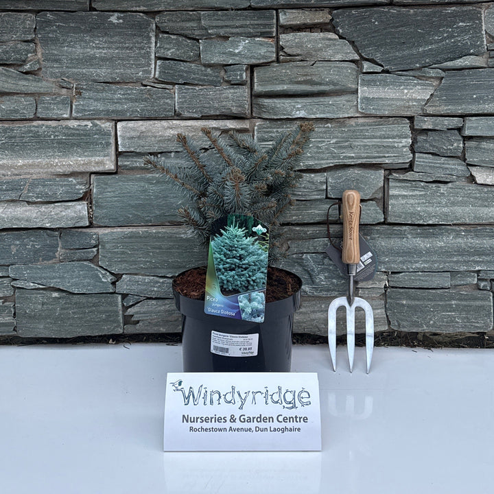 Picea pungens Glauca Globosa  20-25 CM C5