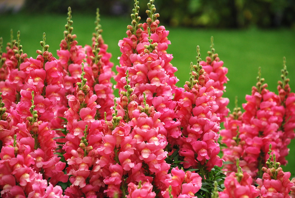 Antirrhinum Candy Rose