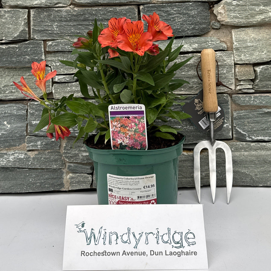 Alstroemeria Coloritaelaine Orange - Herbaceous - Windyridge Garden Centre
