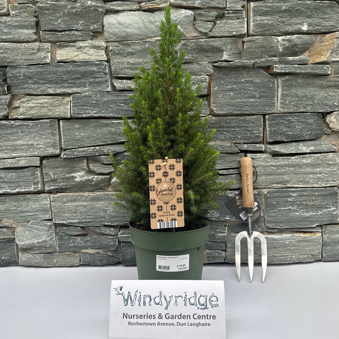 Picea glauca December  3 Ltr, green pot