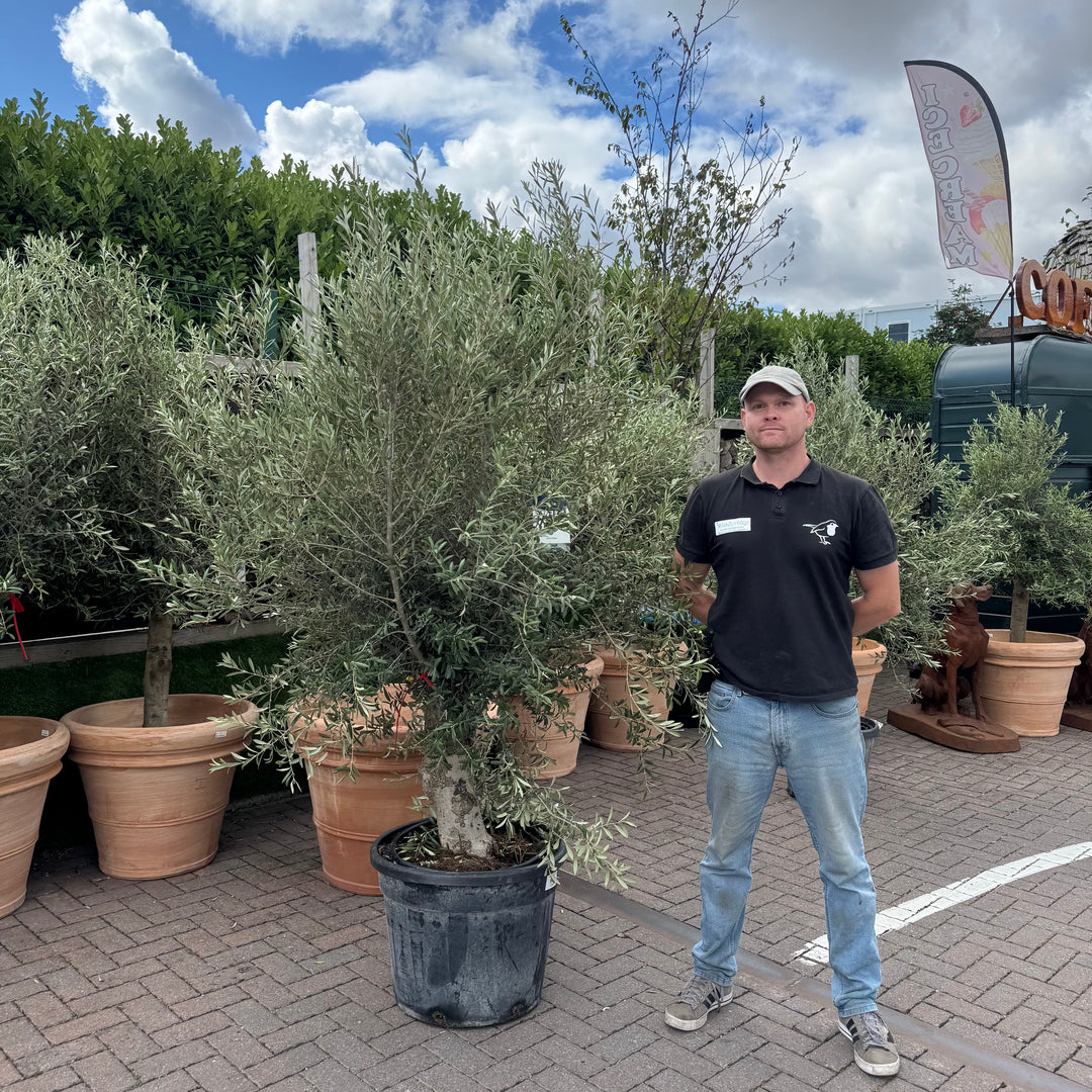Olea Europaea on Stem C70