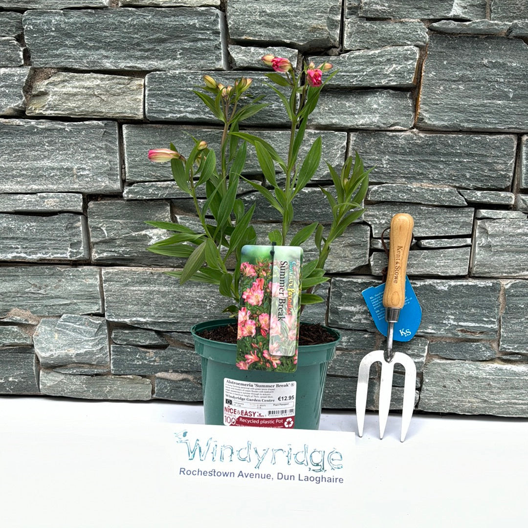 Alstroemeria Summer Break