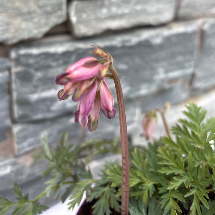 Dicentra Stuart Boothman