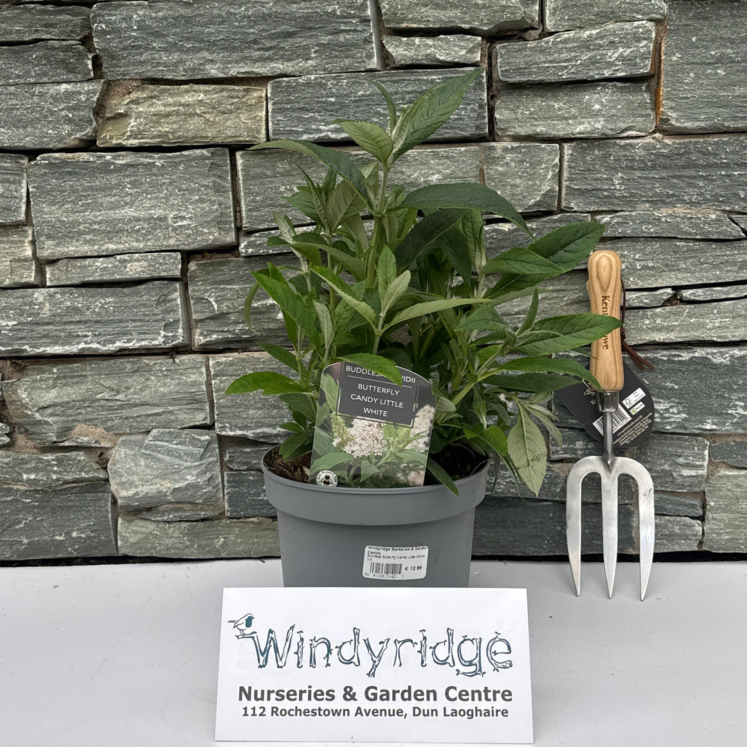 Buddleja Butterfly Candy Little White - Shrubs - Windyridge Garden Centre