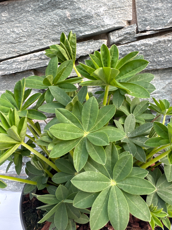 LUPINUS Polar Princess
