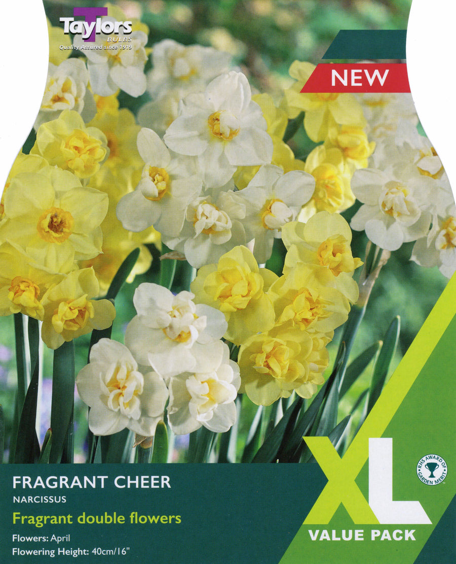 Daffodil Narcissus Fragrant Cheer  