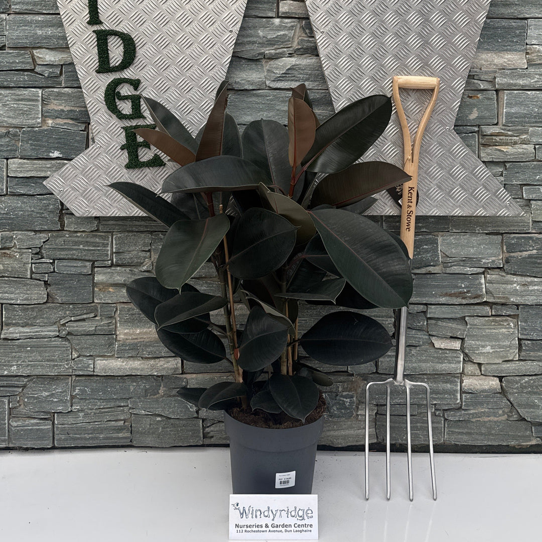 Ficus elastica 'Abidjan' promo 3pp